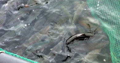 Rainbow trout at a fish farm in Kasnäs. (Marie Söderman / Yle)