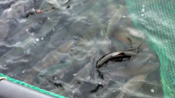 Rainbow trout at a fish farm in Kasnäs. (Marie Söderman / Yle)