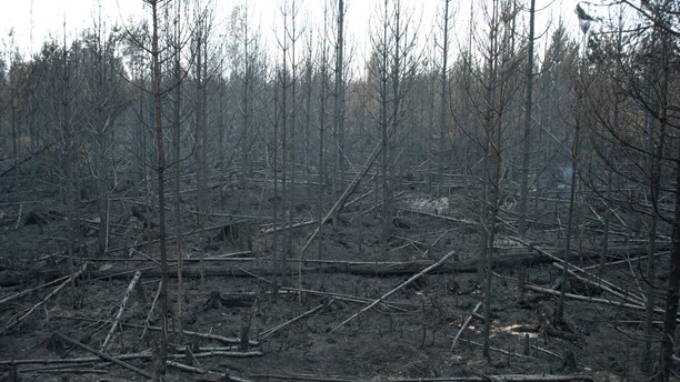 Some of the flames have abated. ( Petra Levinson/Sveriges Radio)