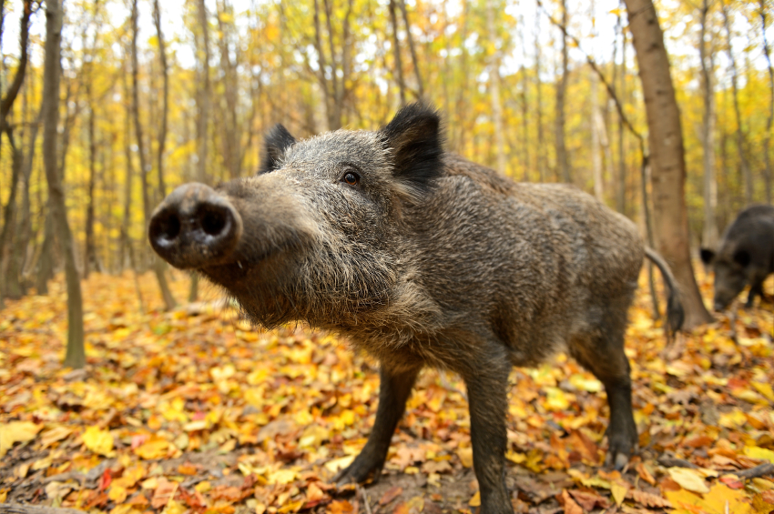 Wild boars are among the animals targeted by poachers. (iStock)