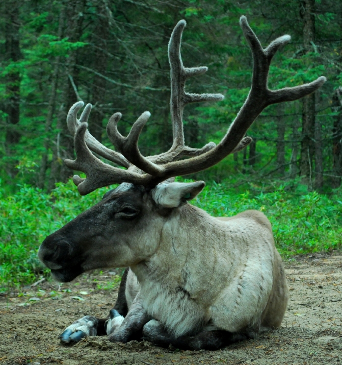 The George River caribou herd has been declining for years. (iStock)