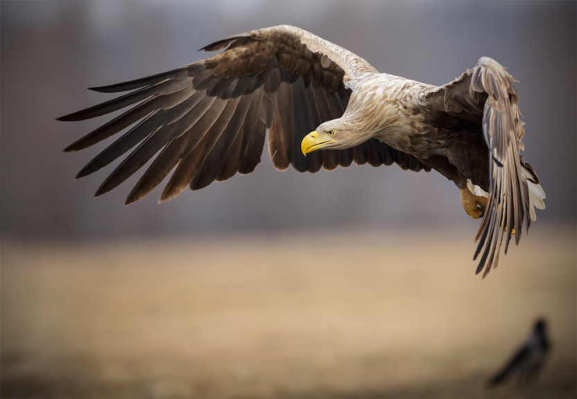 Adult white-tailed sea eagle in flight pre-landing. (iStock)