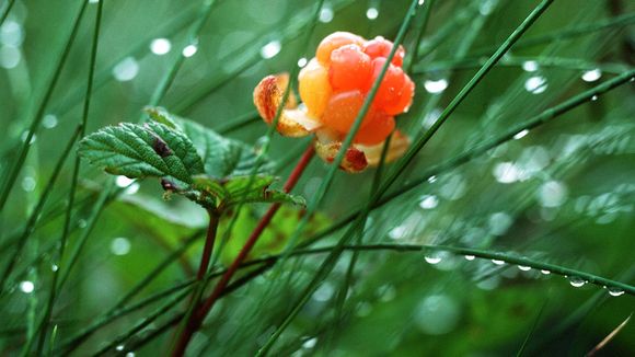 Cloudberries contain ellagitannins that provide protection against cancer. (Pentti Kallinen / Yle)