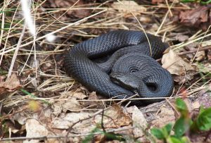 The adder or viper is the only poisonous snake in the Nordic region. (iStock)
