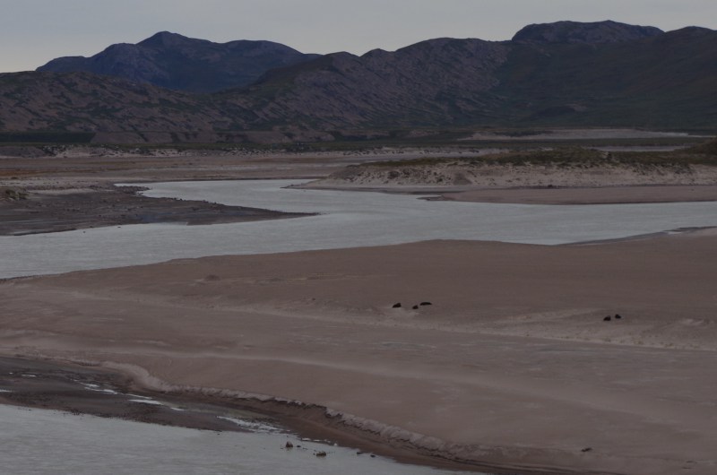 Five brown lumps, actually muskox, sitting on the banks of the Watson River. ( Mia Bennett/August 2014 )