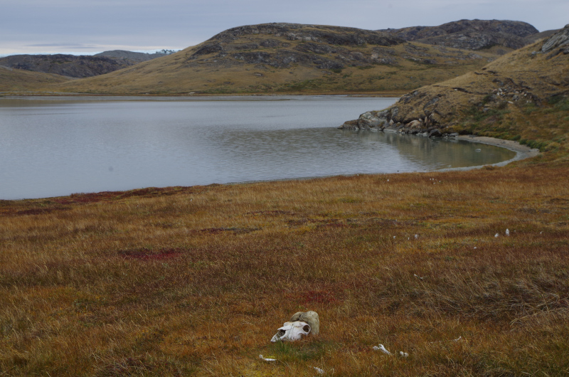 The end of the muskox economy? (Mia Bennett/ August 2014)