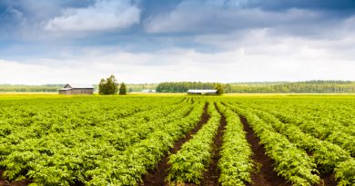 A potato farm in Finland. What does the future hold for the nation's farming industry? (iStock)