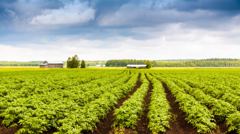 A potato farm in Finland. What does the future hold for the nation's farming industry? (iStock)