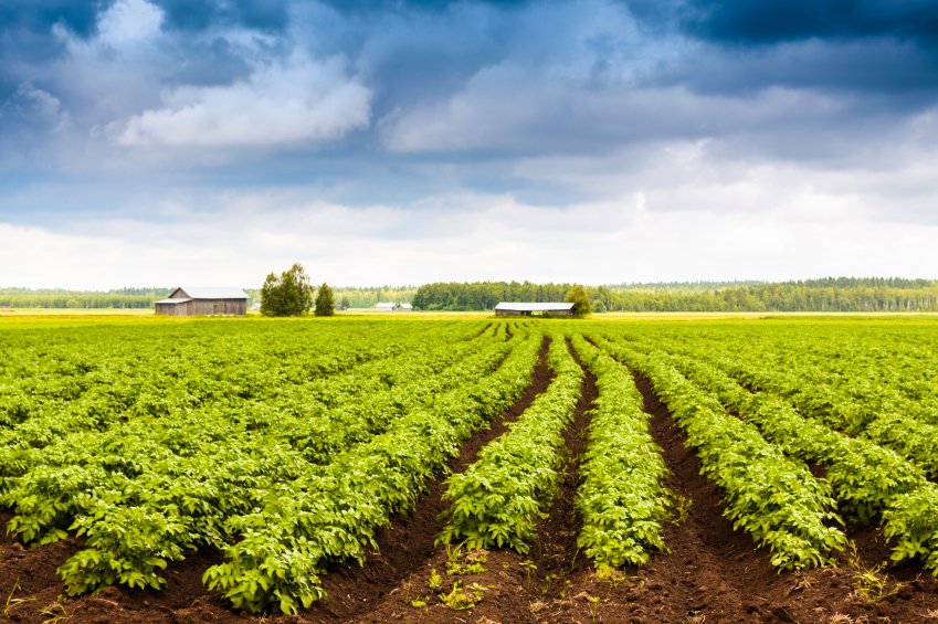A potato farm in Finland. What does the future hold for the nation's farming industry? (iStock)