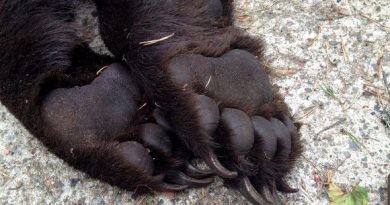 This bear, shot near Ähtäri in early September, had paws measuring 14 centimetres across. (Olli Koski/Yle)