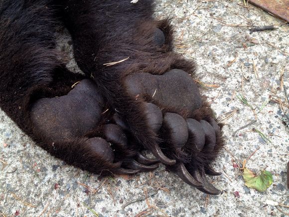 This bear, shot near Ähtäri in early September, had paws measuring 14 centimetres across. (Olli Koski/Yle)