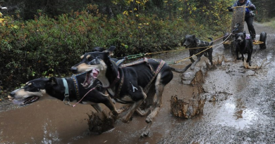 Kim Wells placed 3rd in the 4-Dog Cart race during the Chugiak Dog Mushers Association's 2-mile dryland sled dog races in various classes at Breach Lake Park on Sunday, Sept. 21, 2014. (Bill Roth / Alaska Dispatch News)