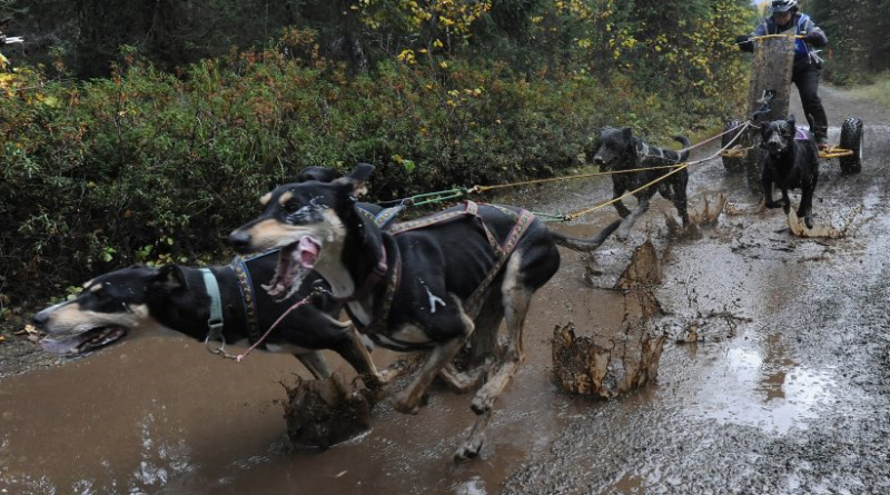 Kim Wells placed 3rd in the 4-Dog Cart race during the Chugiak Dog Mushers Association's 2-mile dryland sled dog races in various classes at Breach Lake Park on Sunday, Sept. 21, 2014. (Bill Roth / Alaska Dispatch News)