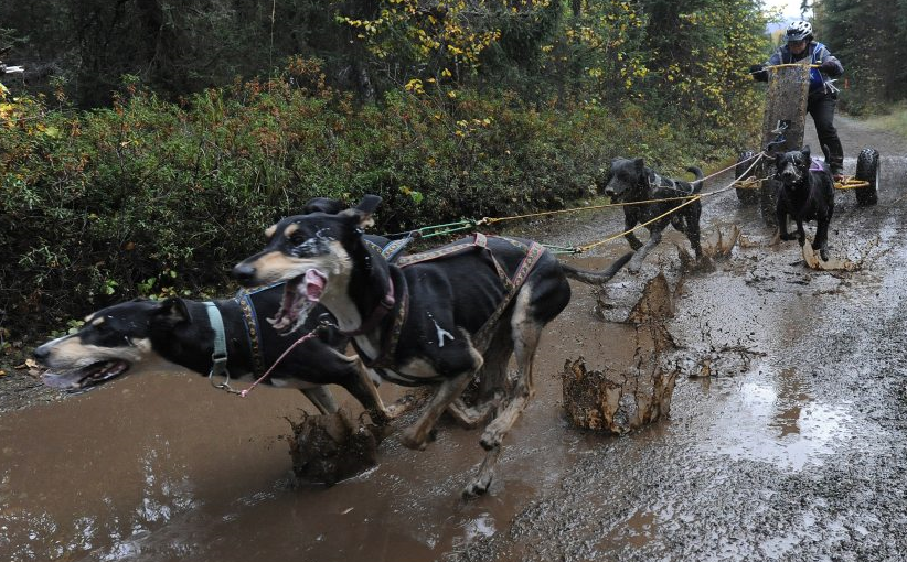 dry land mushing