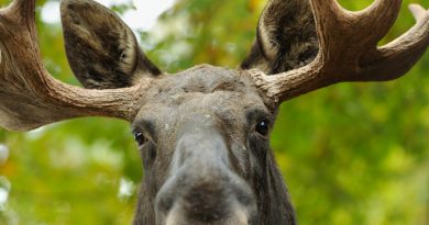 Do elks really get drunk on fermented fruit ? (iStock)