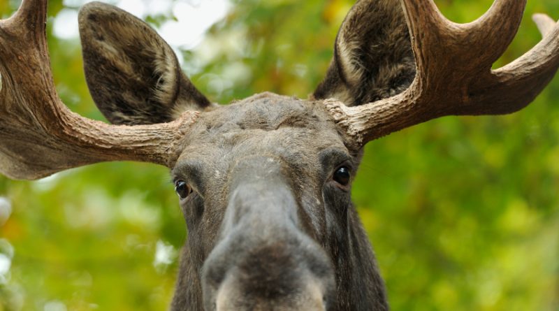 Do elks really get drunk on fermented fruit ? (iStock)