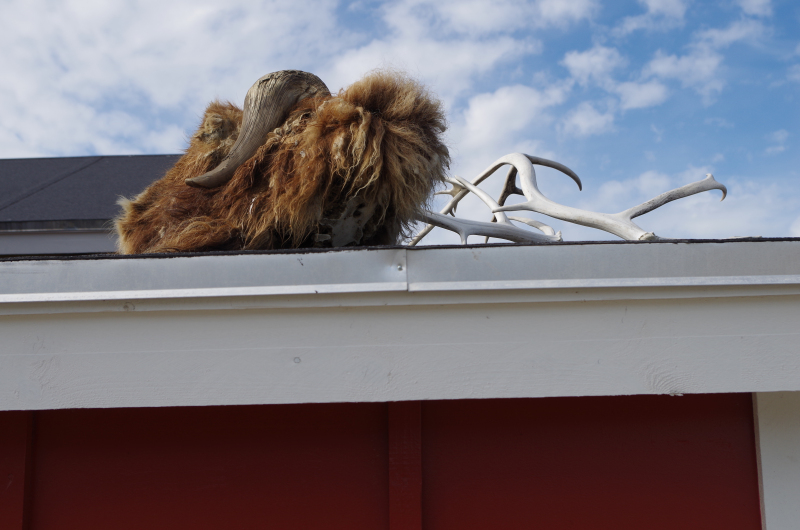 A muskox decorates the roof of a house in Kangerlussuaq. (Mia Bennett/August 2014)