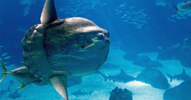 A massive ocean sunfish (like the one pictured above) was spotted in Prince William Sound on Alaska's south coast this month. (iStock)