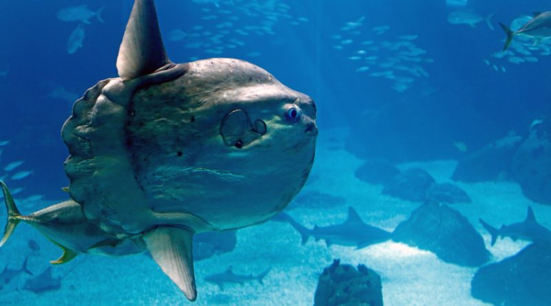 A massive ocean sunfish (like the one pictured above) was spotted in Prince William Sound on Alaska's south coast this month. (iStock)