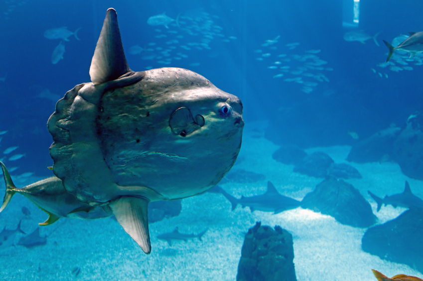 A massive ocean sunfish (like the one pictured above) was spotted in Prince William Sound on Alaska's south coast this month. (iStock)