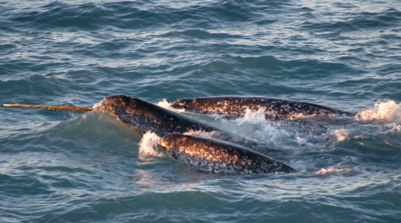 Narwhals pictured above in the Canadian Arctic. Their tusks can sell for several thousand dollars. (Kristin Laidre/NOAA/AP)