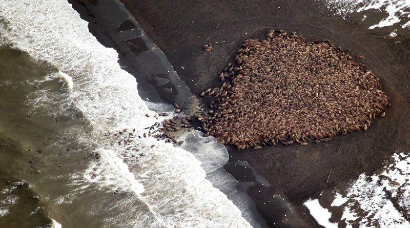 In this aerial photo taken on Sept. 23, 2014 and released by NOAA, some 1500 walrus are gather on the northwest coast of Alaska. Pacific walrus looking for places to rest in the absence of sea ice are coming to shore in record numbers, according to NOAA. (Corey Accardo/ NOAA/AP)
