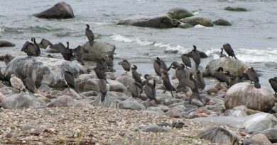 Cormorants close to the shore. (Camilla Körkander/Sveriges Radio)