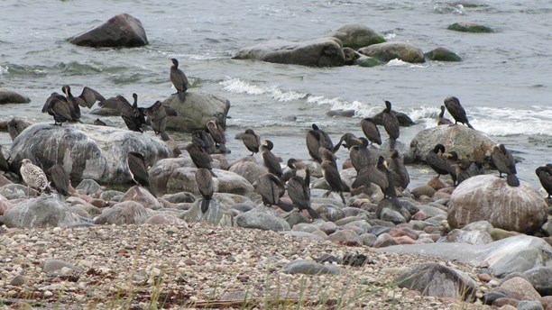 Cormorants close to the shore. (Camilla Körkander/Sveriges Radio)