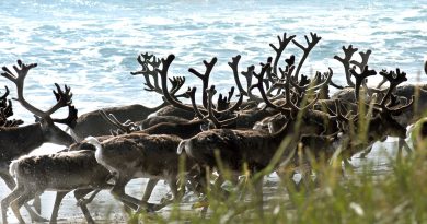 A reindeer herd walks on the beach in Jarfjord, Norway. (Thomas Nilsen/AFP/Getty Images)