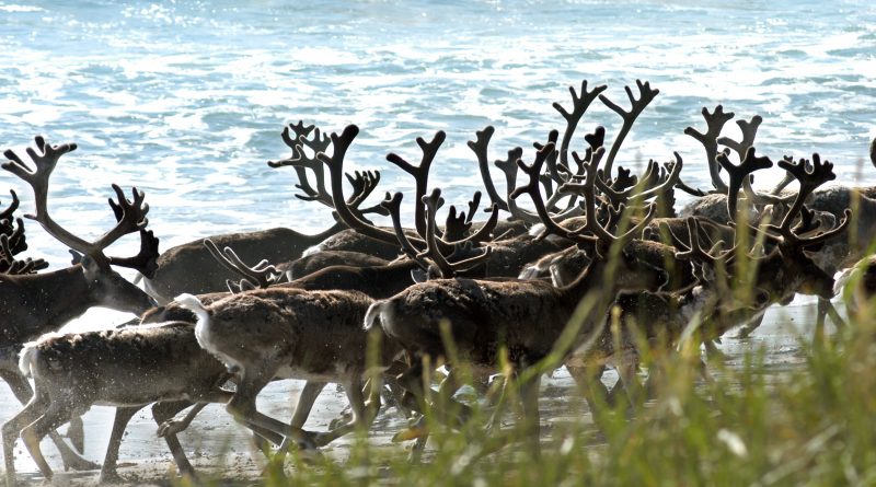 A reindeer herd walks on the beach in Jarfjord, Norway. (Thomas Nilsen/AFP/Getty Images)
