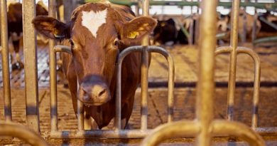 Dairy prices will fall behind price trends like a cow's tail due to Russian sanctions. (Jyrki Lyytikkä / Yle)