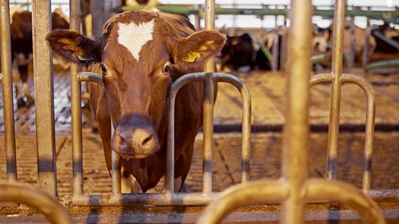 Dairy prices will fall behind price trends like a cow's tail due to Russian sanctions. (Jyrki Lyytikkä / Yle)