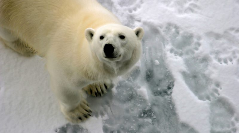 A polar bear pictured on ice in 2011. (iStock)