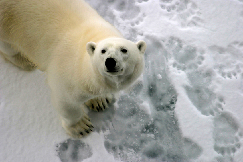 A polar bear pictured on ice in 2011. (iStock)