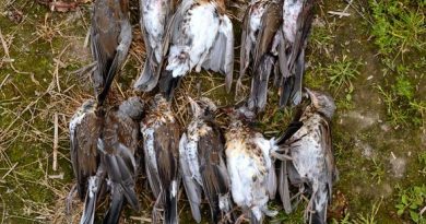 Fieldfares shot by Italian hunters in July in Rautalammi, Finland. (Helmi Nykänen / Yle)