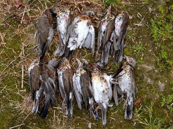 Fieldfares shot by Italian hunters in July in Rautalammi, Finland. (Helmi Nykänen / Yle)