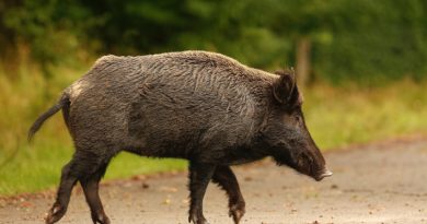 Wild boar populations are on the rise in Sweden. (iStock)