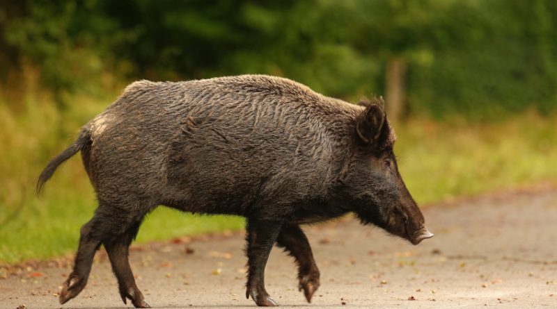 Wild boar populations are on the rise in Sweden. (iStock)