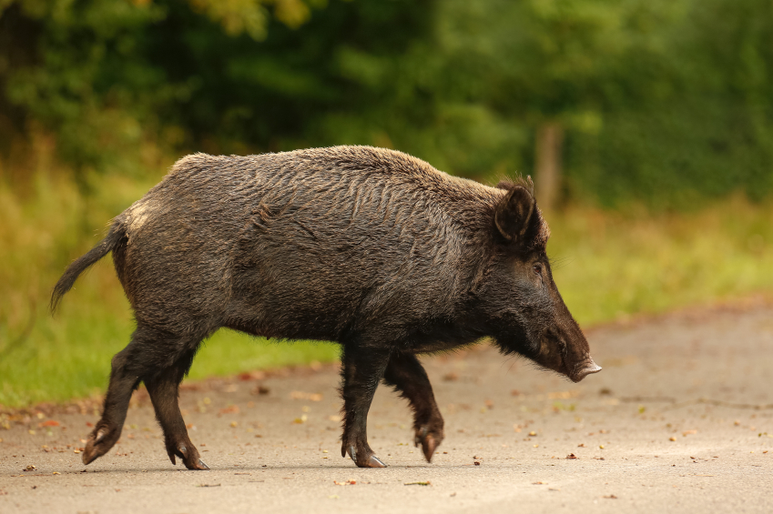 Wild boar populations are on the rise in Sweden. (iStock)