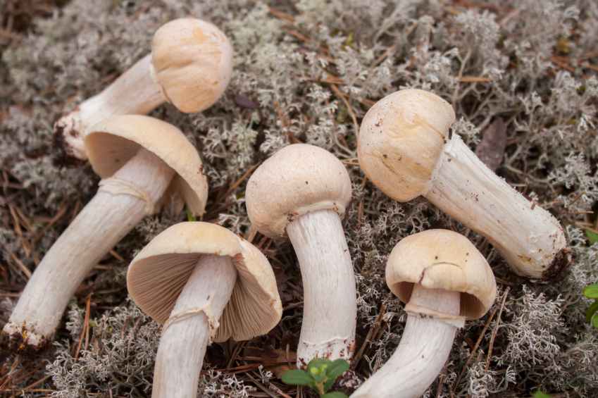Gypsy mushrooms are a delicacy for both humans and reindeer. (iStock)
