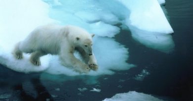 How will Russia's new military bases effect polar bears? (Thomas Nilsen / Barents Observer)