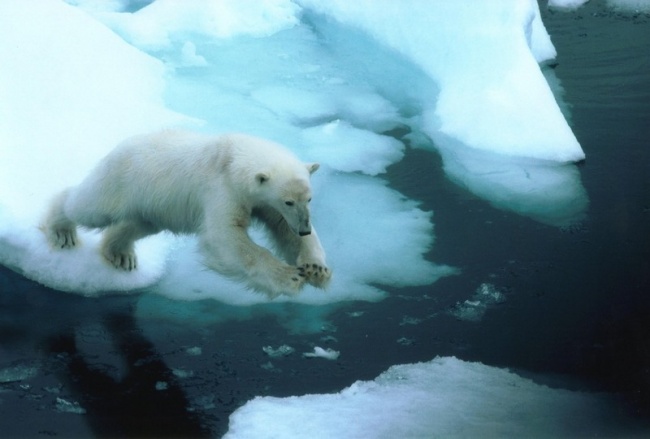 How will Russia's new military bases effect polar bears? (Thomas Nilsen / Barents Observer)