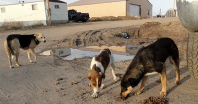 Pets left loose and feral dogs pose health and real safety risk in hundreds of aboriginal reserves and small communities across all of northern regions of Canada. This was Eye on the Arctic's most tweeted story this week. (The Associated Press)