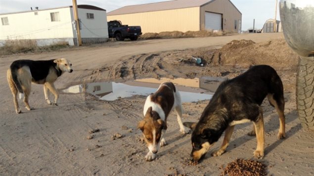 Pets left loose and feral dogs pose health and real safety risk in hundreds of aboriginal reserves and small communities across all of northern regions of Canada. (The Associated Press)