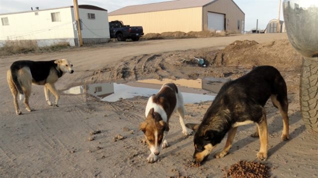 Pets left loose and feral dogs pose health and real safety risk in hundreds of aboriginal reserves and small communities across all of northern regions of Canada. This was Eye on the Arctic's most tweeted story this week. (The Associated Press)