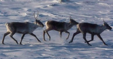 There are many different caribou herds in regions all across Canada, but most are experiencing dramatic declines. While habitat loss and industrial activity are listed as a major concern, increased pressure from hunting in order for meat and fish to be sold online has also become a concern. This was the most retweeted story on Eye on the Arctic this week. (Nathan Denette/Canadian Press)