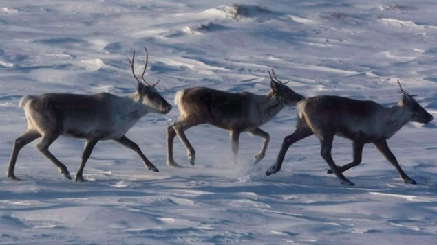 There are many different caribou herds in regions all across Canada, but most are experiencing dramatic declines. While habitat loss and industrial activity are listed as a major concern, increased pressure from hunting in order for meat and fish to be sold online has also become a concern. (Nathan Denette/Canadian Press)