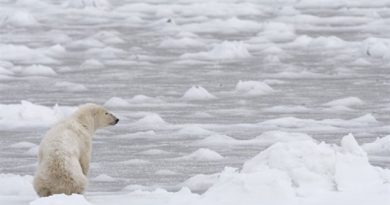 A polar bear looks towards Hudson Bay near Churchill, Manitoba in November 2007. Experts say climate change is slowing the formation of winter ice on Hudson Bay. Measurements show polar bears are getting smaller and lighter on average, than they were in the 1980's. (Jonathan Hayward/The Canadian Press)