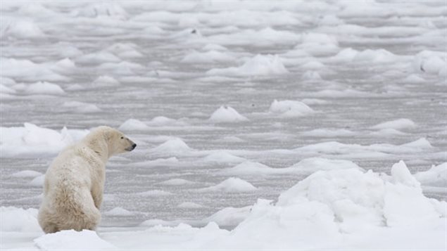 A polar bear looks towards Hudson Bay near Churchill, Manitoba in November 2007. Experts say climate change is slowing the formation of winter ice on Hudson Bay. Measurements show polar bears are getting smaller and lighter on average, than they were in the 1980's. (Jonathan Hayward/The Canadian Press)