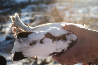 One willow grouse is the catch of the day. (Emma Jarratt/Barents Observer)